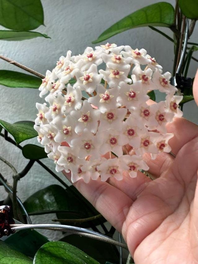 Hoya Fungii cutting with node – Rare Vining Hoya