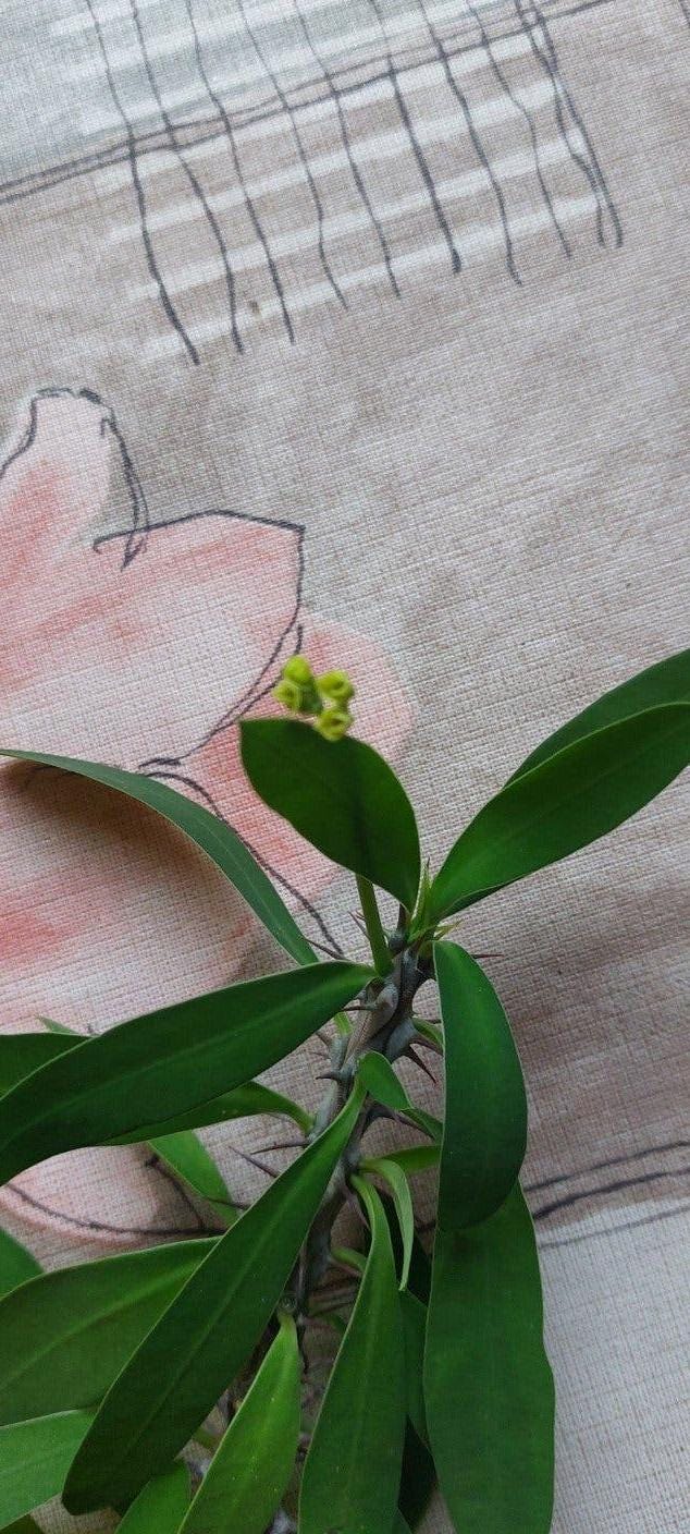 Euphorbia Milii cutting – Crown of Thorns