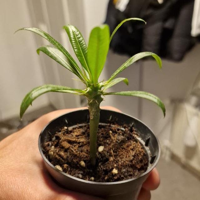 Pachypodium Lamerei cutting – Madagascar Palm