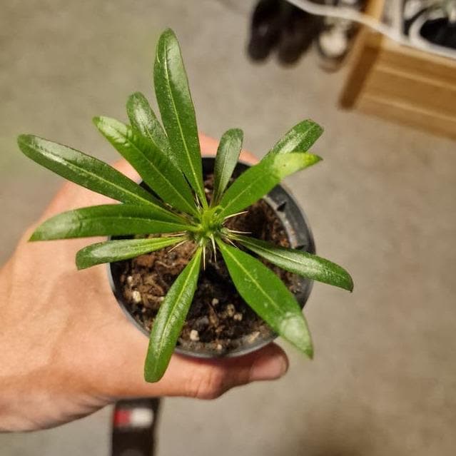 Pachypodium Lamerei cutting – Madagascar Palm