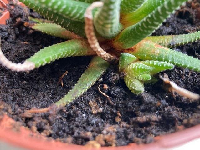 Haworthia Fasciata cutting – Zebra Plant