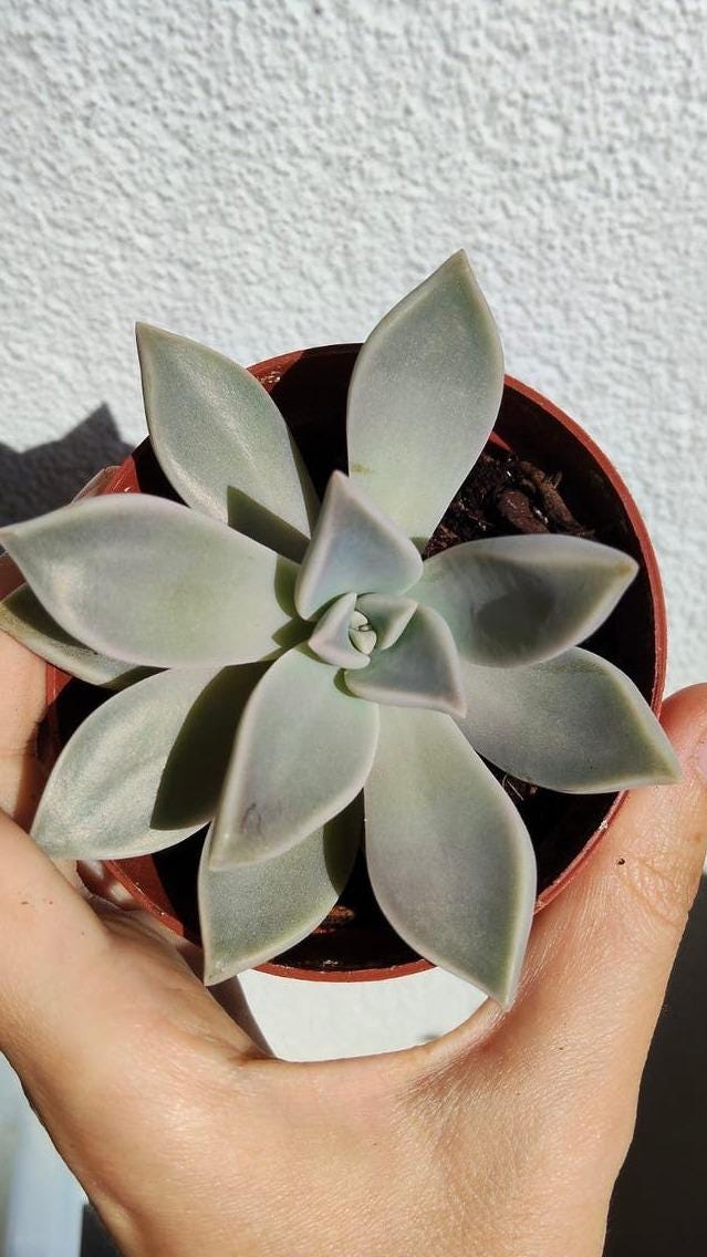 Graptopetalum Paraguayense cutting – Ghost Plant