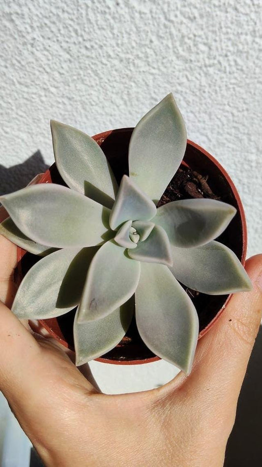 Graptopetalum Paraguayense cutting