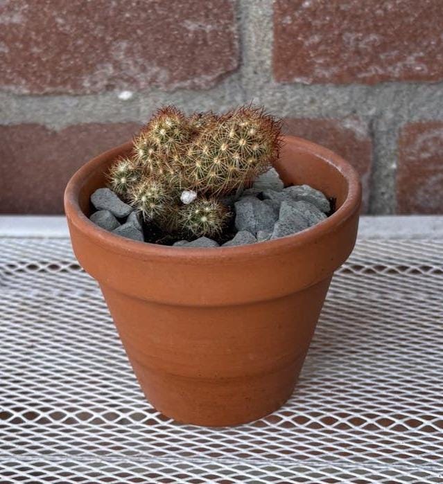 Mammillaria Elongata cutting – Gold Lace Cactus