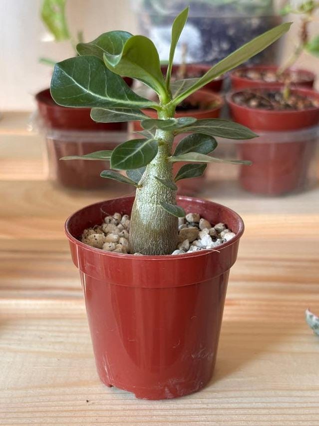 Adenium Obesum cutting – Desert Rose