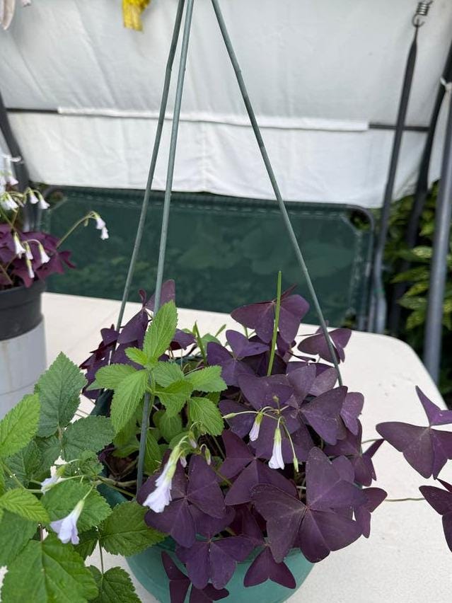 Oxalis Triangularis corm – Purple Shamrock Plant