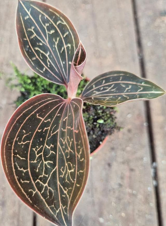 Anoectochilus Chapaensis cutting