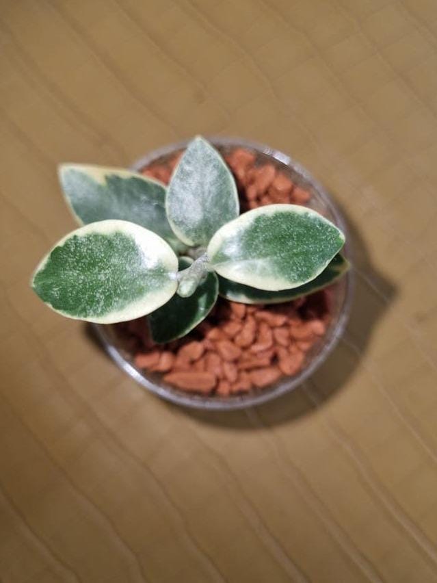 Hoya Cumingiana Variegata cutting with node – Rare Vining Hoya