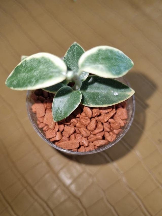 Hoya Cumingiana Variegata cutting with node – Rare Vining Hoya