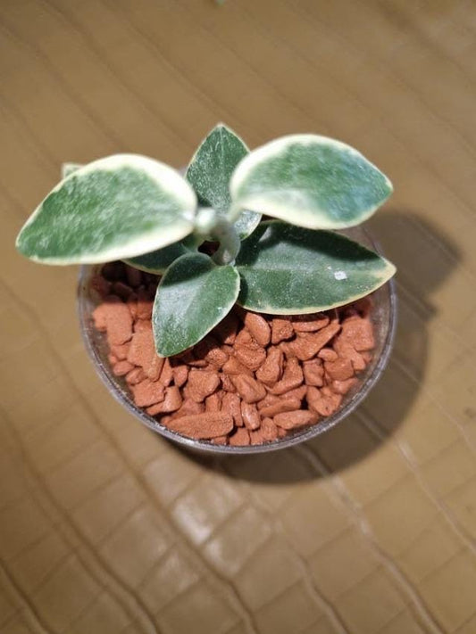 Hoya Cumingiana Variegata cutting