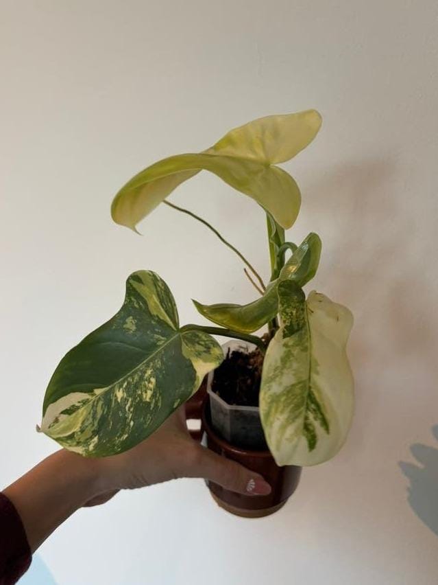 Philodendron Bipennifolium Variegata cutting with node – Horsehead Philodendron