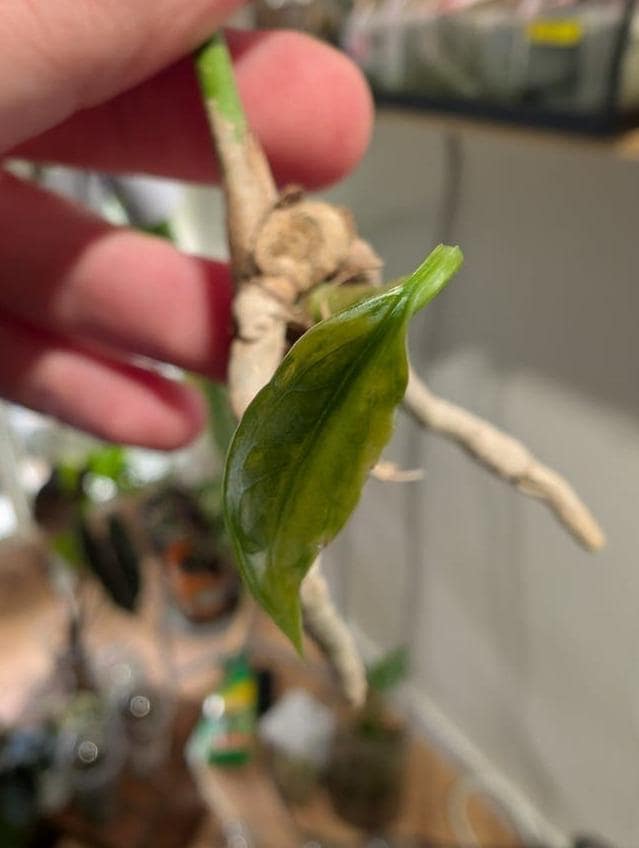 Anthurium Vittarifolium Variegata cutting with node – Strap Leaf Anthurium