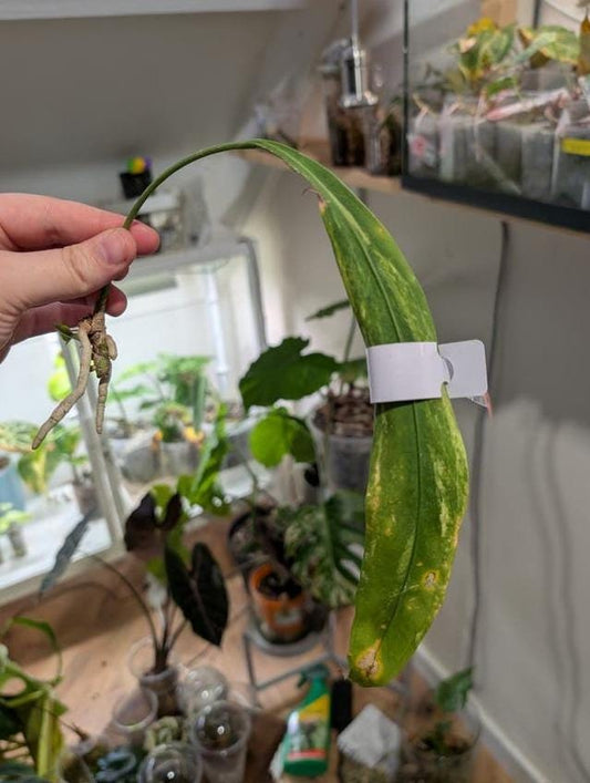 Anthurium Vittarifolium Variegata cutting