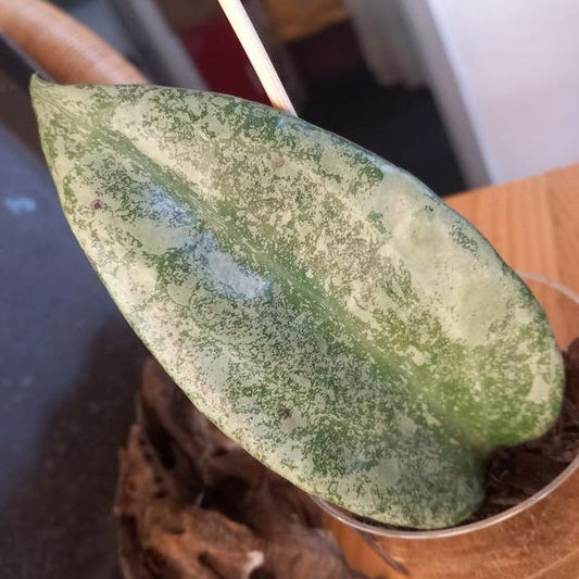 Hoya Macrophylla Silver cutting