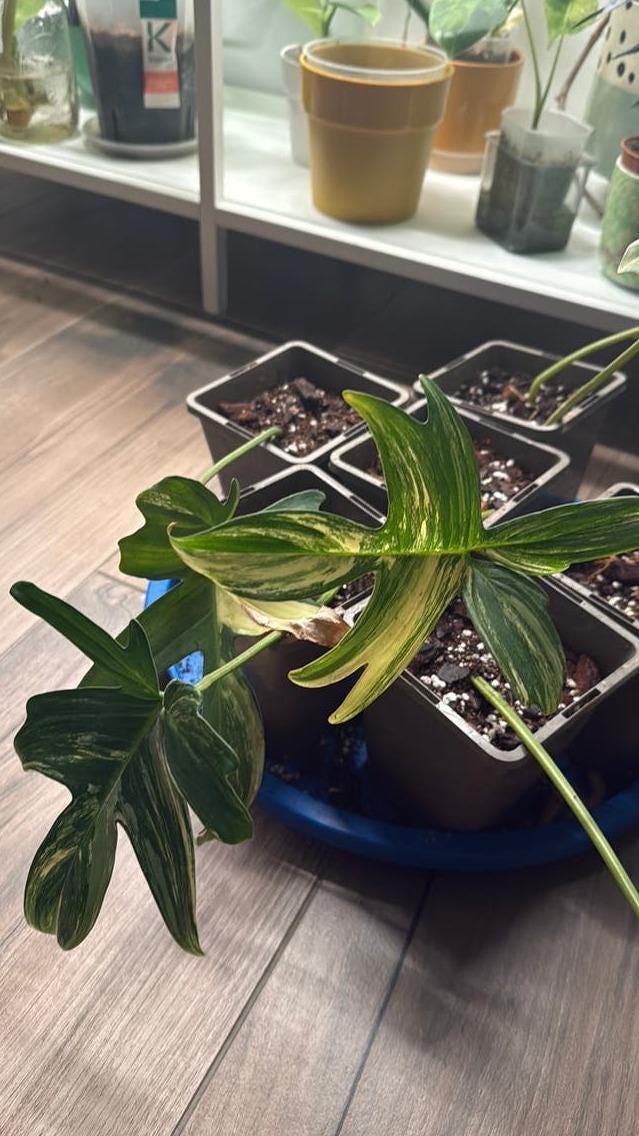 Philodendron Pedatum Variegata cutting with node – Lobed Leaf Philodendron