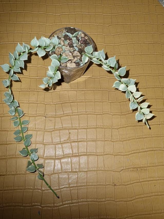 Dischidia Ruscifolia Variegata cutting with node – Million Hearts Plant