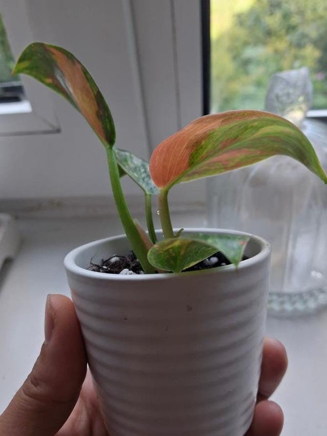 Philodendron Congo Nuclear Variegata cutting with node – Large Leaf Philodendron