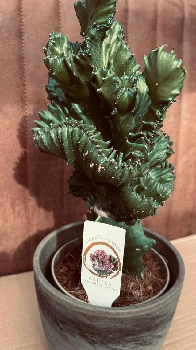 Euphorbia Lactea Cristata cutting – Crested Candelabra Succulent