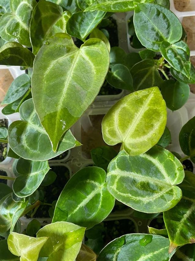 Anthurium Silver Blush x Papillilaminum x Regale cutting with node – Velvet Leaf Anthurium Hybrid