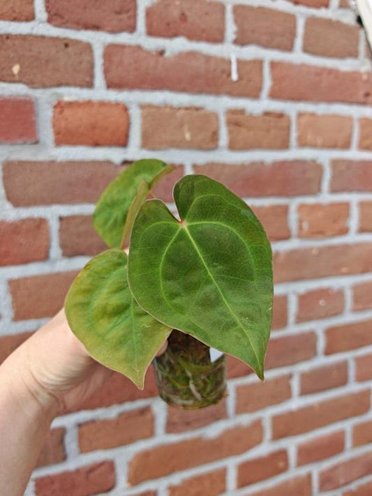 Anthurium Forgetii Silver x Papillilaminum cutting