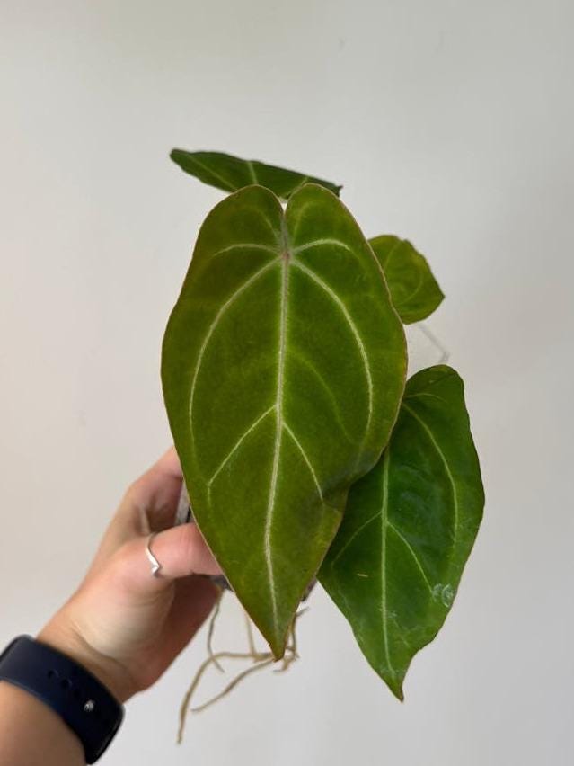 Anthurium Crystallinum x Ace of Spades x Dressleri cutting with node – Velvet Leaf Anthurium Hybrid