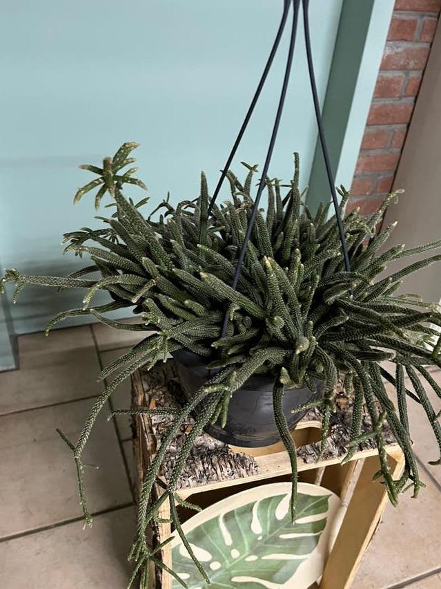 Rhipsalis Baccifera Horrida cutting – Mistletoe Cactus