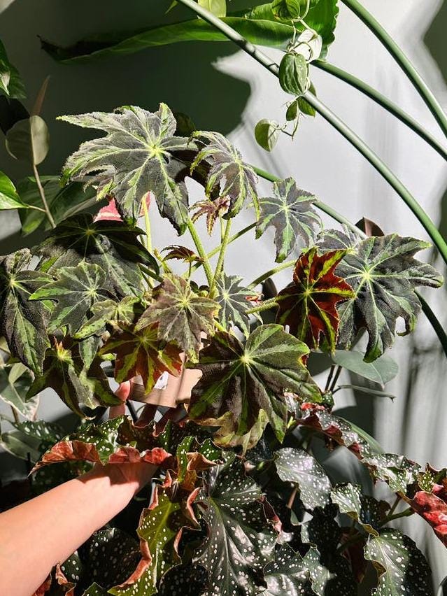 Begonia Heracleifolia Draco cutting with node – Star Begonia