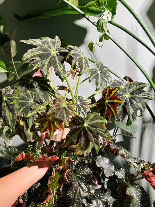 Begonia Heracleifolia Draco cutting