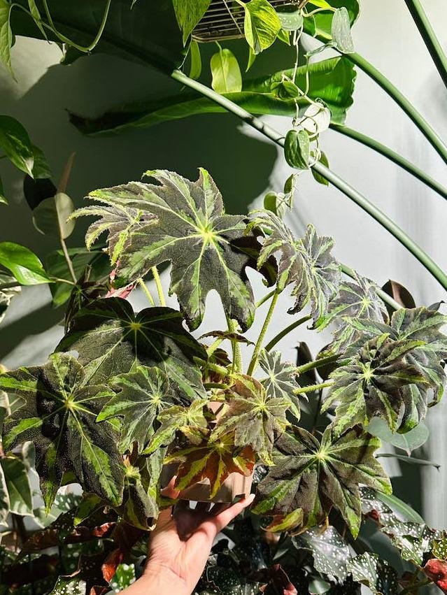 Begonia Heracleifolia Draco cutting with node – Star Begonia