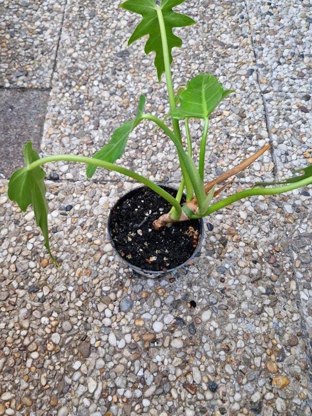 Philodendron Radiatum cutting with node – Lobed Leaf Philodendron