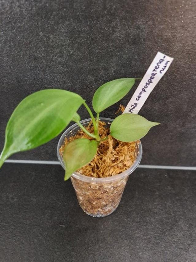 Philodendron Camposportoanum cutting with node – Lobed Leaf Philodendron