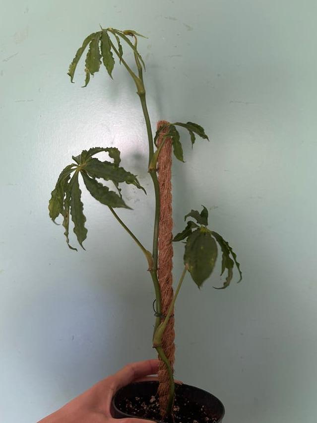 Anthurium Polyschistum cutting with node – Finger Leaf Anthurium