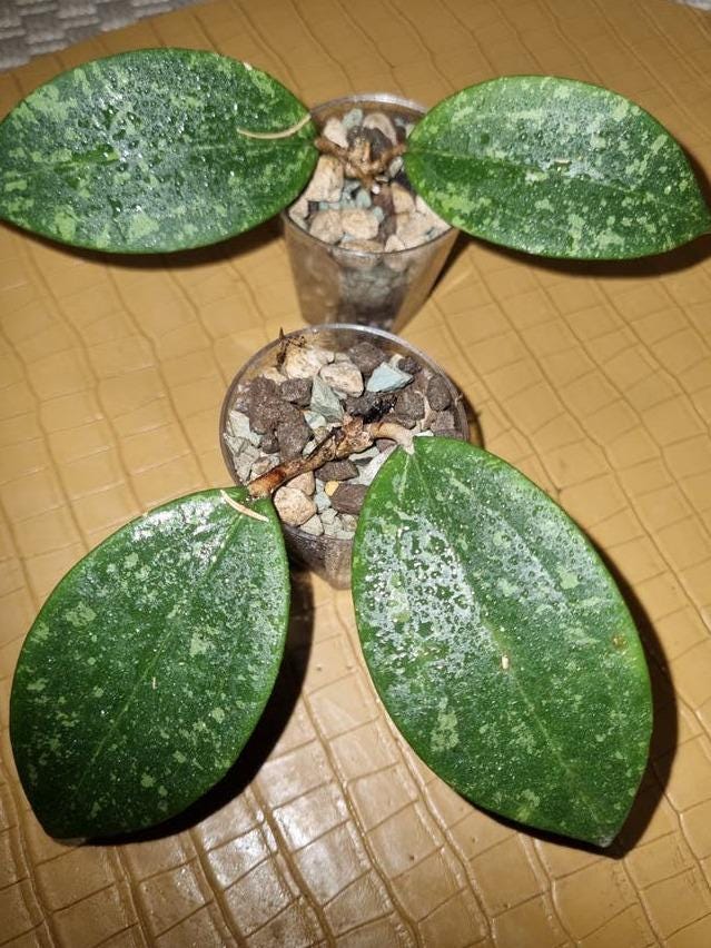 Hoya Wibergiae cutting with node – Rare Vining Hoya