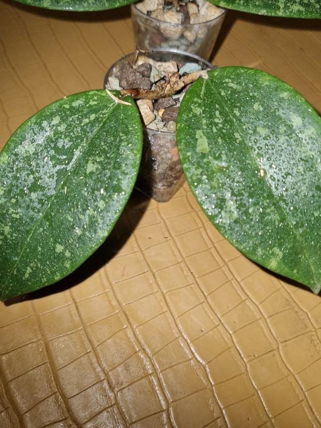 Hoya Wibergiae cutting with node – Rare Vining Hoya