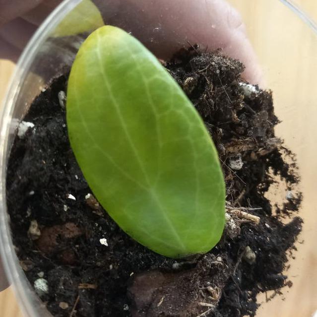 Hoya Camphorifolia cutting with node – Rare Vining Hoya