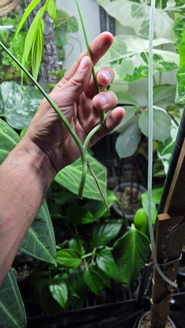 Monstera Subpinnata cutting with node – Fenestrated Monstera