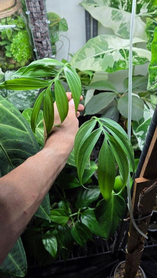 Monstera Subpinnata cutting