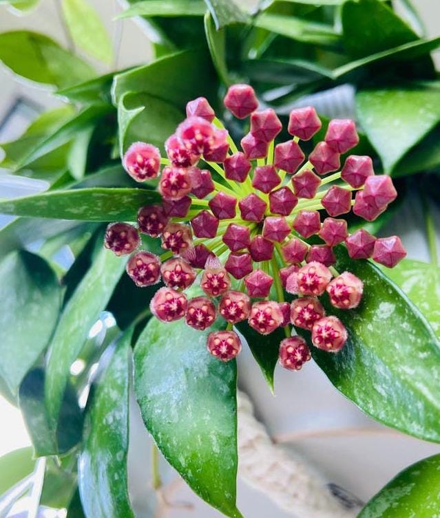 Hoya Memoria cutting with node – Rare Vining Hoya