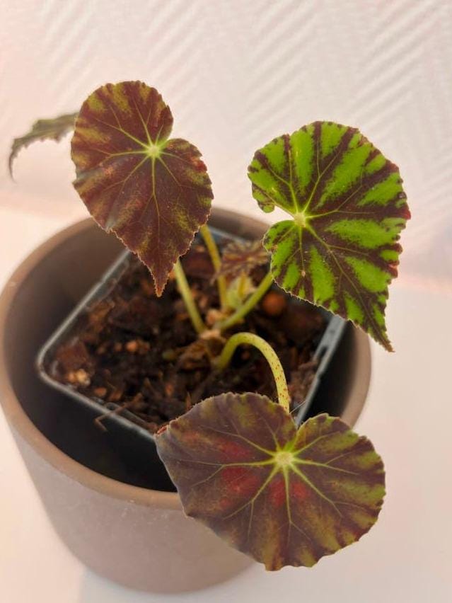 Begonia Mazae cutting with node – Rare Species Begonia