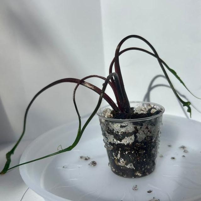 Alocasia Plumbea Flying Squid corm – Rare Alocasia with Tentacle Leaves