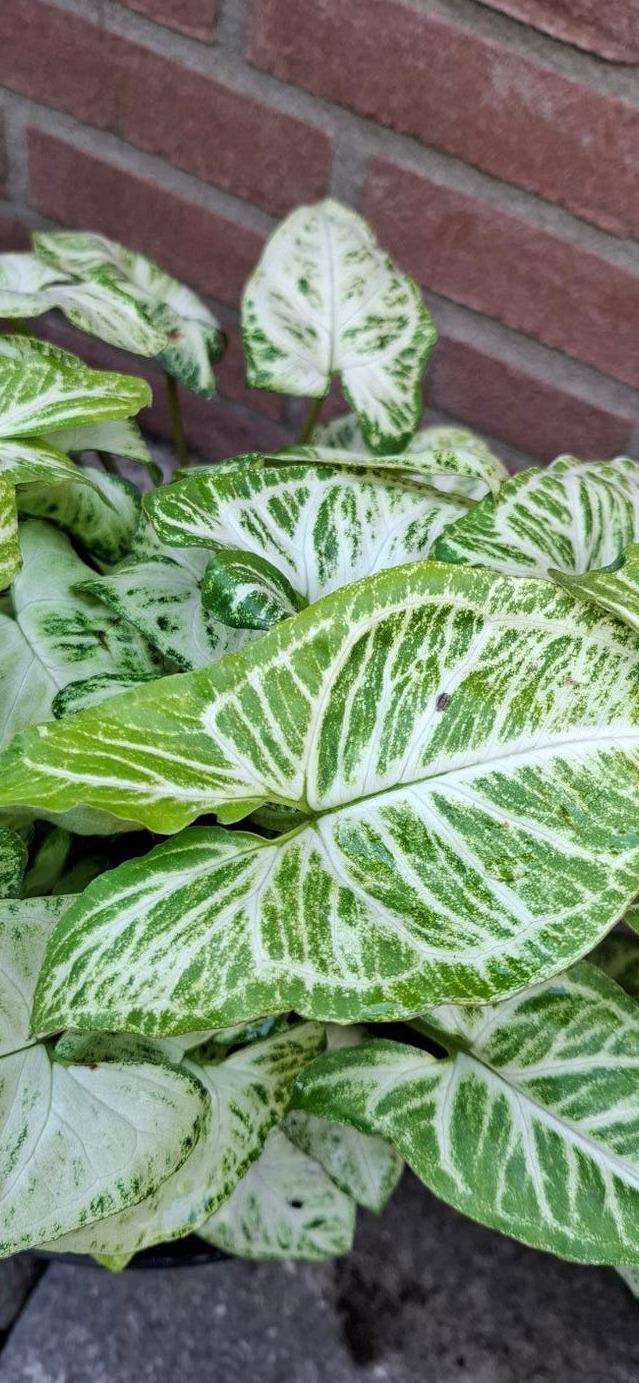 Syngonium White Butterfly cutting with node – Easy Arrowhead Plant