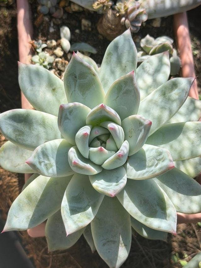 Echeveria Colorata propagation leaves – Pink Edge Rosette Succulent