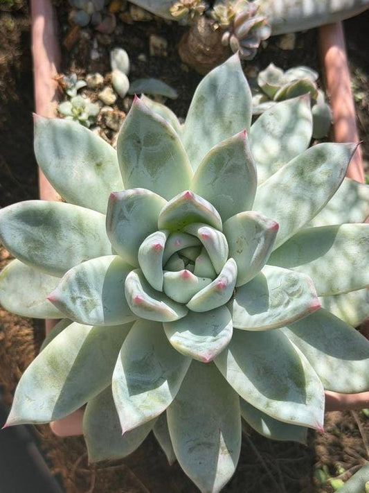 Echeveria Colorata leaves