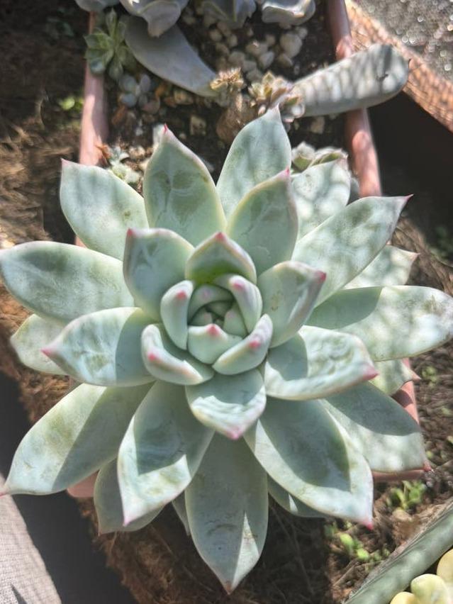 Echeveria Colorata propagation leaves – Pink Edge Rosette Succulent