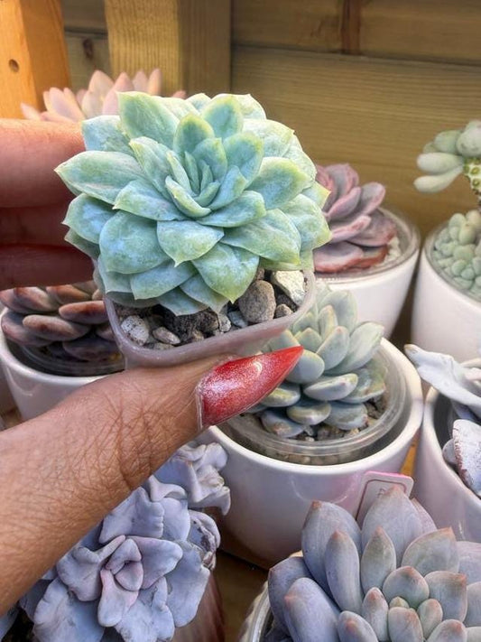 Echeveria Elegans Monstruosa leaves