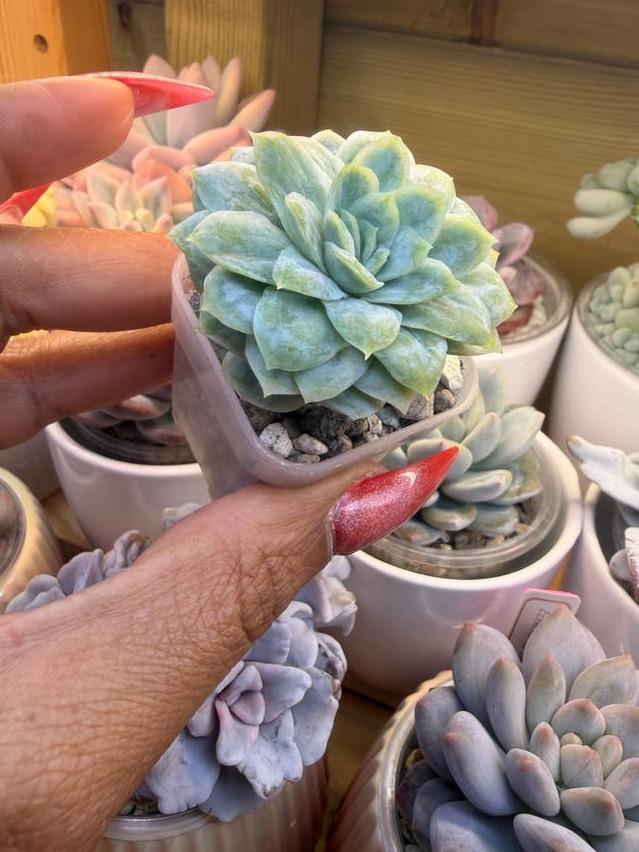 Echeveria Elegans Monstruosa propagation leaves – Rare Crested Rosette Succulent