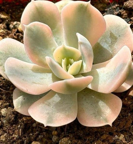 Echeveria Runyonii Akaihosi leaves