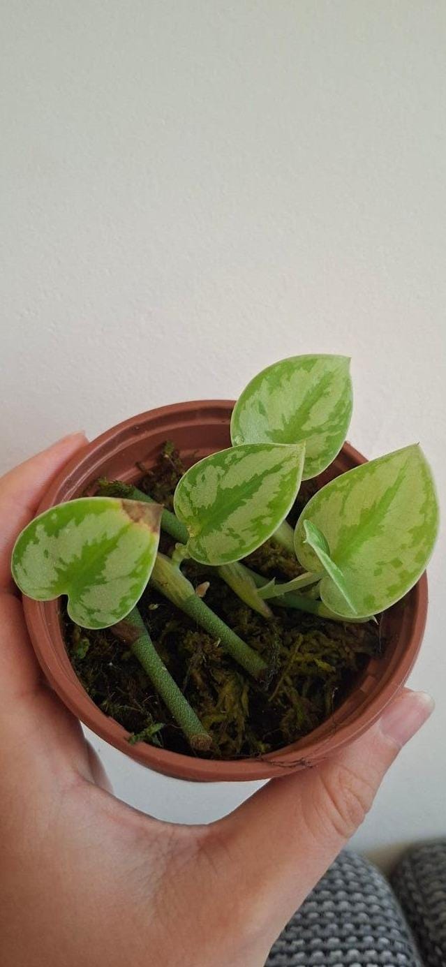Scindapsus Yupa cutting with node – Silver Leaf Scindapsus