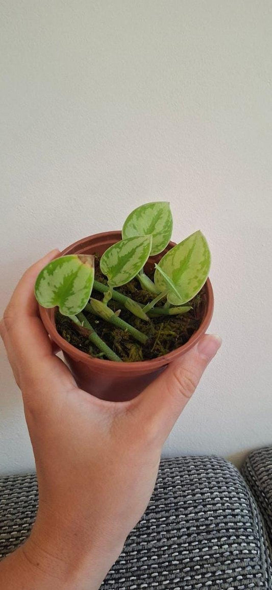 Scindapsus Yupa cutting