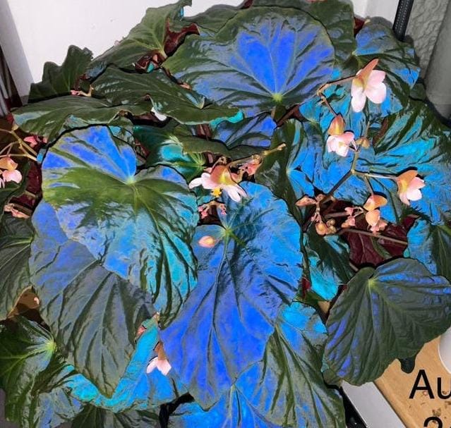 Begonia Pavonina cutting with node – Peacock Begonia